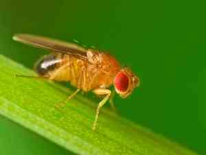 fruitfly